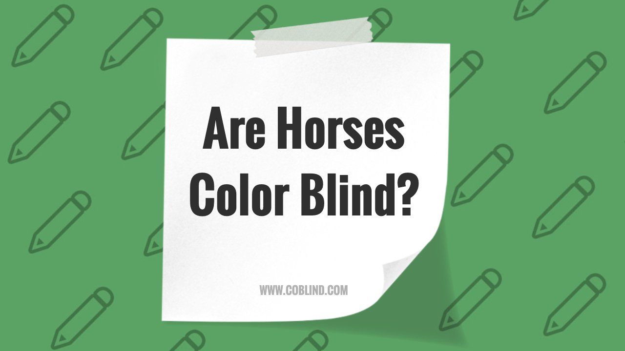 Are Horses Color Blind? Understanding Equine Vision